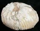 Liparoceras Ammonite - Very D #10706-1